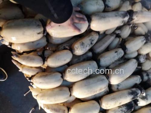 左侧为带湿泥的整支白莲藕整齐码放在木筐中,右侧为透明塑料盒装的预切藕片,部分已轻微褐变;背景为超市生鲜区标识牌,突出新鲜度差异 超市货架上陈列的新鲜带泥白莲藕与净菜包装藕片对比