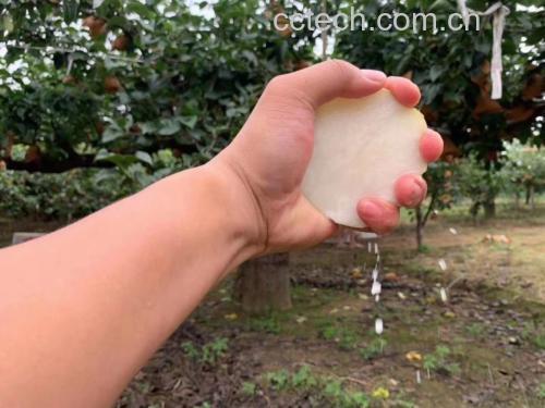 酸梨榨汁过程
