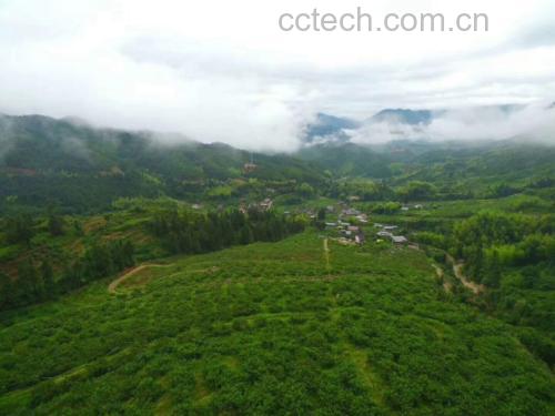 航拍视角下的炎陵县中村瑶族乡黄桃种植基地,连片的黄桃树整齐排列在山坡上,绿叶间挂满金黄色的果实,远处是缭绕云雾的青山,阳光洒在果园上,呈现出典型的高山生态果园景象 炎陵中村乡黄桃果园航拍全景