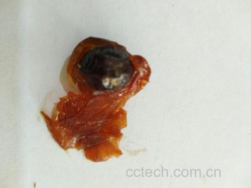一个棕褐色、表面有细密纹理的干制罗汉果,呈椭圆形,直径约4-5厘米,顶部带有枯萎的花萼残迹,底部有果柄痕迹,整体干燥皱缩但结构完整,背景为木质砧板,旁边放有一把不锈钢小刀用于对比大小 干制罗汉果特写