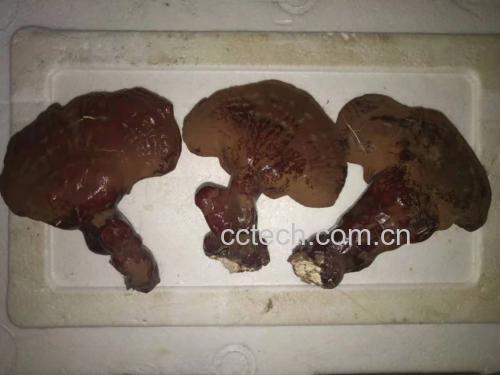 三维化学结构图展示灵芝三萜类化合物典型骨架,标注Ganoderic Acid A和C2结构式,背景为肝脏组织显微图像,体现其护肝机制关联 灵芝三萜分子结构示意图