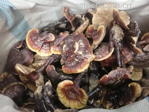 左右对比图:左侧为优质赤灵芝切片,颜色光亮、质地致密;右侧为劣质袋料灵芝切片,颜色暗淡、疏松易碎;中间标注关键参数如多糖含量、栽培方式 灵芝切片对比图