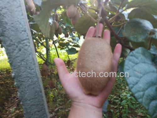 一名果农在果园中采摘成熟的黄心猕猴桃,树上挂满果实,另一名工人正在将果实轻轻放入塑料周转箱中,背景为整齐排列的猕猴桃种植架,体现生态种植环境 黄心猕猴桃采摘与包装场景