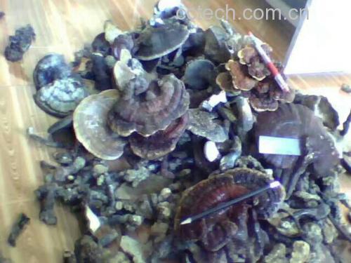 灵芝切片对比图