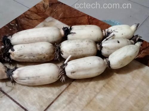 一位厨师正在厨房操作台上用清水冲洗一段刚挖出的新鲜白莲藕,旁边放置着削皮刀和砧板,案板上已有切成薄片的藕片浸泡在加了柠檬汁的清水中,背景为明亮整洁的现代厨房环境 白莲藕清洗与切片过程