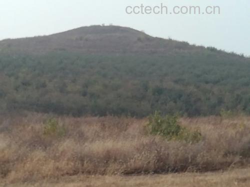 一棵茂盛的国光苹果树,枝头挂满青黄色带红晕的小型苹果,阳光透过树叶洒在果实表面,呈现出自然生态的果园场景,背景为清晨薄雾中的山地果园 国光苹果树上挂满果实的特写镜头