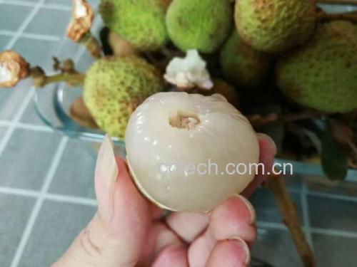 横切的三月红荔枝展示内部结构:乳白色半透明果肉包裹深褐色种子,果肉质地略显粗糙,可见细微纤维组织,周围有少量汁液渗出,背景为木质砧板,突出食材自然质感 三月红荔枝切开剖面图