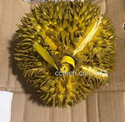 两个并列摆放的金枕头榴莲,左侧为未成熟状态,外壳深绿、刺密集挺直;右侧为成熟状态,外壳呈黄绿色,部分区域转金黄,刺间距变宽,顶部有轻微自然裂口,背景为浅色木纹桌面 金枕头榴莲不同成熟阶段的外壳对比图