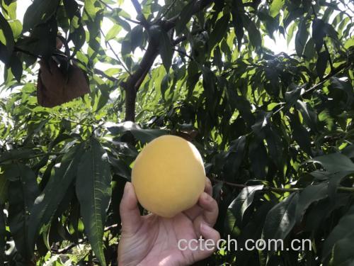 黄桃果园采摘场景
