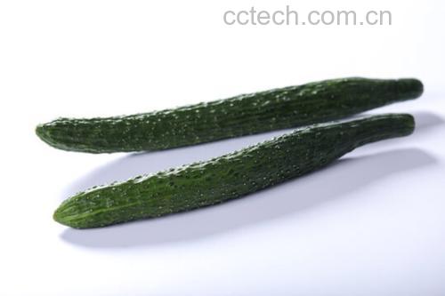 一根新鲜翠绿的小黄瓜,表面光滑无刺,带有细小黄色花朵残留,背景为田园土壤与绿叶,展现其自然生长环境 小黄瓜特写