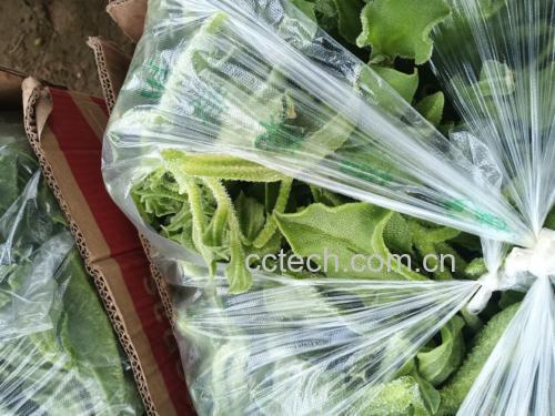 左侧透明密封盒内整齐码放用白色厨房纸包裹的黄瓜段,置于冰箱蔬果格;右侧敞开的塑料袋中混放黄瓜与几个成熟苹果,黄瓜已轻微发黄弯曲,形成鲜明对比,强调正确存储的重要性 厨房储存对比场景