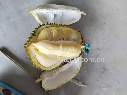 一张高清微距照片展示金枕头榴莲果肉的细腻纹理,旁边配有一张简化版风味成分柱状图,标注主要风味物质:硫醚类(香气)、蔗糖(甜味)、柠檬酸(酸度平衡)、微量生物碱(潜在苦味前体),图表清晰易读 金枕榴莲果肉特写与风味成分分析图表