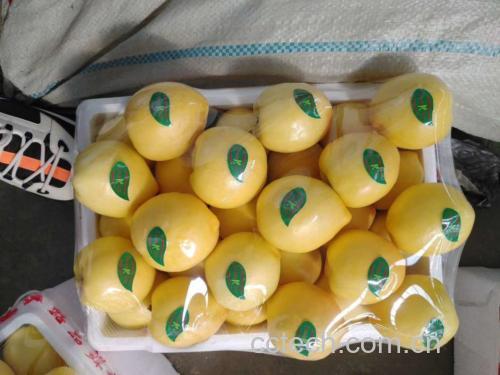 新鲜黄桃被纸巾包裹后放入透明保鲜盒中,置于冰箱冷藏室的果蔬抽屉内,背景可见其他蔬菜水果,整体环境整洁干净 黄桃冷藏保存示意图