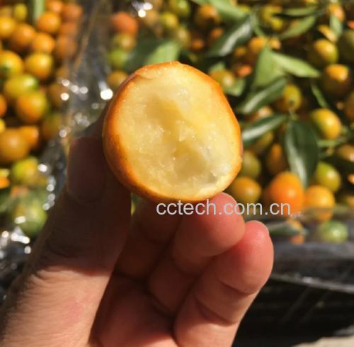 一颗饱满、色泽鲜亮的金黄色金桔,表面光滑有光泽,放置在白色背景上,旁边有一片被剥开的金桔,展示其多汁的果肉和完整的果皮结构,体现其可食性特征 金桔特写