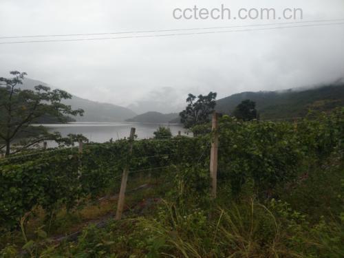 四川安岳县柠檬种植基地的连片果园,阳光照射下绿意盎然,成串金黄色柠檬挂满枝头,背景为丘陵地貌和蓝天白云,展现原产地生态优势 安岳柠檬果园航拍图