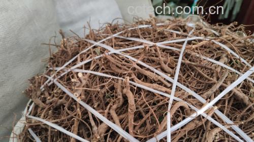 流程图展示北柴胡从原料处理到成品提取的全过程:鲜根清洗→切片干燥→乙醇回流提取→浓缩→大孔树脂纯化→喷雾干燥→标准化工厂环境下的包装封装 北柴胡提取物生产工艺流程图