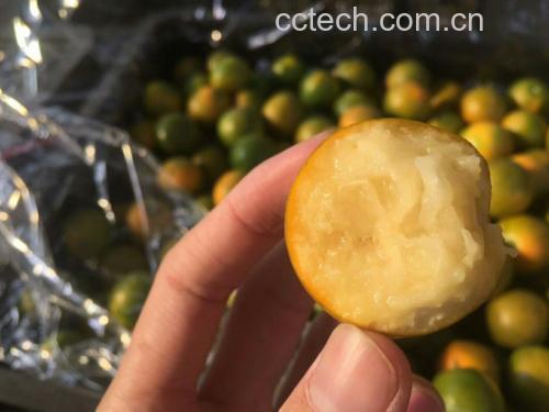 中年男性手部特写持金桔,强调‘男性日常食用场景’,突出数量(8颗)与带蒂完整性 男性手掌托起8颗完整金桔:手背显露青筋与轻微日晒痕迹,体现成年男性特征;金桔排列成弧形,每颗果实蒂部朝上,果皮反光自然,背景虚化为木质餐桌
