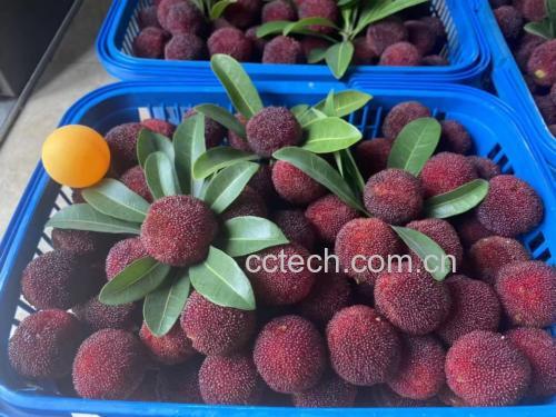 一张木质餐桌上摆放着由东魁杨梅制作的三种健康食品组合:一杯粉红色杨梅蜂蜜水、一碗搭配酸奶和燕麦的杨梅果粒、一份小巧的手工低糖果酱配全麦吐司片,整体风格清新自然,突出孕期健康饮食主题 东魁杨梅创意食谱拼盘