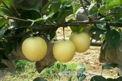 一片阳光充足的果园中,成排的黄金梨树上挂满金黄色的成熟果实,枝条因果实重量微微下垂,叶片翠绿,地面覆盖有机秸秆,体现生态种植环境 果园中的黄金梨树挂果场景