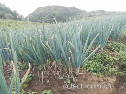 一片整齐的大葱种植田,植株排列有序,土壤湿润,农民正在田间巡查,远处有灌溉设备,天空晴朗,展现现代化生态种植环境 大葱田间种植实景图