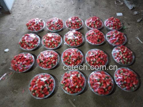 新鲜甜宝草莓整齐摆放在白色瓷盘中,旁边有盐水浸泡盆、厨房纸巾和小刀,展示清洗、去蒂、切块三个步骤的操作场景,光线自然明亮 甜宝草莓清洗与去蒂过程