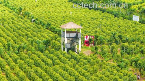 无人机航拍视角下的青翘种植基地,整齐的梯田式种植带覆盖山坡,绿色灌木成行分布,农民正在田间进行人工除草作业,远处设有气象监测站,体现生态化、标准化种植管理模式 青翘现代化种植基地航拍图