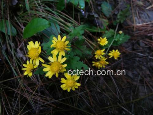 野菊花特写照片