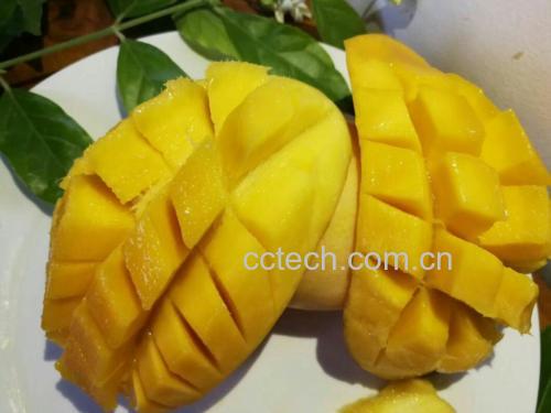 一颗完整的缅甸鹰嘴芒果,果实呈长椭圆形,顶部有明显凸起形似鹰嘴,表皮为青绿色略带黄晕,表面光滑无斑点,背景为自然田园环境,阳光柔和 缅甸鹰嘴芒果整果特写