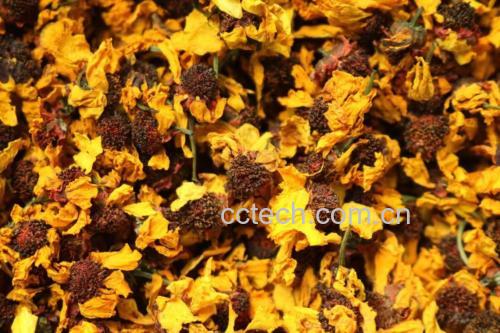 左侧为春季采摘的野菊花嫩叶,颜色鲜绿、叶片较小、裂片柔软;右侧为秋季成熟的野菊花老叶,颜色深绿、叶片大而厚实、裂片硬化,背面绒毛密集,两者并列展示生长阶段差异 野菊花嫩叶与成熟叶片对比图