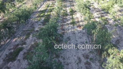 无人机航拍视角下的青枣种植园,整齐排列的果树郁郁葱葱,果实挂满枝头,农民正在田间采摘,体现规模化、生态化的现代农业生产场景 青枣果园航拍