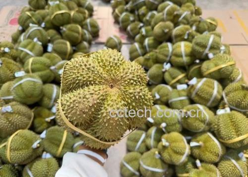 一名戴手套的手正在轻压一个金枕头榴莲的外壳中部区域,镜头聚焦于手指与果壳接触点,显示轻微凹陷状态。背景为干净的木质操作台,旁边摆放一把水果刀和一块白布 手部按压试验示意图