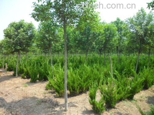 一株生长在山坡林缘的大叶女贞,树形挺拔,枝叶茂密,叶片深绿色且具光泽,部分枝条上挂有成串的蓝黑色成熟果实,背景为自然山林环境 大叶女贞植株全貌