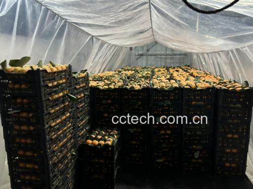 一个现代厨房台面上摆放着三个透明保鲜盒,其中一个装有四个完整的橙黄色脆柿,盒子标注‘冷藏·2℃’;另一个放在木质果篮中,置于窗边自然光下,旁放湿度计显示‘60%RH’;背景墙上挂有日历,标记‘食用期限:10月15日前’。整体体现科学储存理念 家庭厨房场景中的脆柿储存方式展示