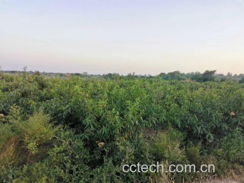 一片规模化黄桃种植园,整齐排列的果树枝头挂满成熟金黄的黄桃,远处有果农正在采摘,天空晴朗,体现生态农业与自然和谐共存的场景 黄桃种植园航拍图