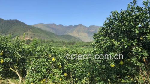 一片郁郁葱葱的沙田柚种植园,成片的果树挂满金黄色的果实,阳光透过树叶洒在果面上,农民正在树下采摘,远处可见丘陵地貌和蓝天白云 沙田柚果园实景