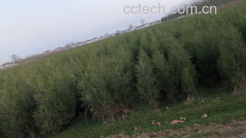 一株生长良好的侧柏树,展示其鳞片状绿色叶片和直立树形;背景为农田边缘或山坡林地,突出其作为农业种植资源的自然环境 侧柏植株特写