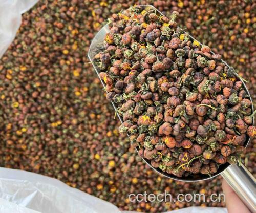 玻璃杯中正在冲泡胎菊王,热水注入瞬间花朵舒展,花瓣逐渐打开,汤色呈清澈的淡黄色,旁边放置一小碟干燥胎菊作为对比,展示前后形态变化 胎菊王冲泡过程图