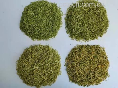 白色背景下,一盘干燥的深绿色侧柏叶整齐铺展,叶片细小呈鳞片状,带有淡淡清香;旁边配有放大镜图标,突出其作为中药材的精细形态特征;另附检测报告复印件一角,标注‘重金属合格’‘农药残留未检出’ 侧柏叶成品药材展示图