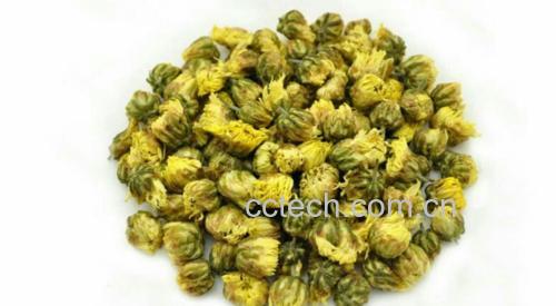 胎菊王冲泡过程图