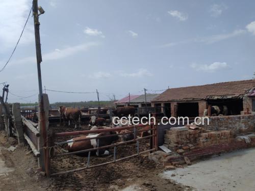 一间明亮整洁的现代化牛肉屠宰加工车间,工人正在不锈钢操作台上对西门塔尔牛胴体进行标准化分割,周围有冷链设备和食品安全标识,体现规范化处理流程 现代化肉牛屠宰分割车间实景图