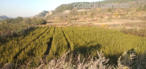 一株生长在山坡上的侧柏树,展示其鳞片状绿色叶片和灰褐色树干,背景为自然林地环境,突出植物原生态特征 侧柏植株特写