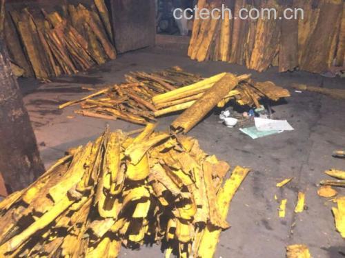 实验室场景中展示侧柏叶原料经过粉碎、醇提、过滤、浓缩、标准化提取物制备的过程流程图,配有文字标注各步骤,体现现代科技与传统药材结合的专业性 侧柏叶提取工艺示意图