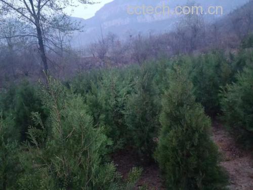 一棵高大的侧柏树生长在山坡上,枝叶呈鳞片状排列;旁边展示一盘去壳后的侧柏仁,颗粒细小,颜色为淡黄褐色,表面有细微纹理,背景为自然田园环境 侧柏树与干燥侧柏仁对比图