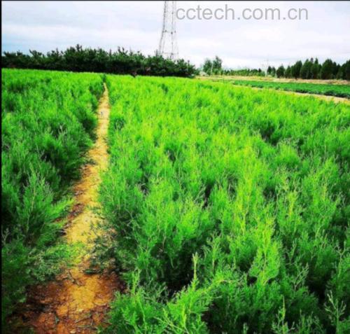 一株生长旺盛的侧柏树,针状叶片呈扇形排列,颜色为深绿色;背景为山地林区,阳光透过树叶洒落,突出植物自然生态场景,适合用于展示侧柏原生形态 侧柏植株特写