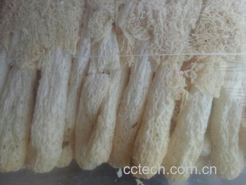 高清微距摄影:洁白网状菌裙完全展开的长裙竹荪新鲜子实体,菌盖呈橄榄褐色钟形,菌托为雪白卵形,菌柄中空脆嫩,背景为湿润腐殖土与阔叶林落叶,展现其原生态生长环境 长裙竹荪新鲜子实体特写