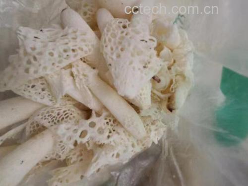 干燥的长裙竹荪呈乳白色至淡黄色,菌盖已去除,菌柄中空,裙边层层叠叠如蕾丝,整体完整无碎裂,平铺在木质砧板上 长裙竹荪干品特写