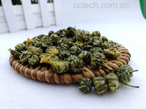 高清微距摄影:昆仑雪菊胎菊新鲜采摘状态,展示典型未开放青白花蕾形态、密被银白短绒毛特征,背景呈现昆仑山高寒荒漠典型玄武岩地质环境,强化地理标志真实性 昆仑雪菊胎菊特写:青白色紧实花蕾簇生于灰绿色茎顶,表面覆薄层银白色绒毛,背景为昆仑山裸露玄武岩地貌