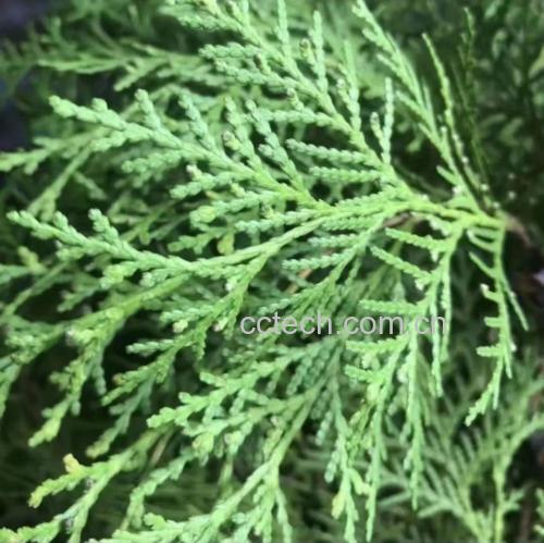 一棵高大的侧柏树,背景为绿色园林环境,镜头聚焦于其深绿色鳞状叶片组成的细枝,叶片呈羽状排列,质地厚实有光泽,阳光照射下呈现清晰纹理,突出植物自然健康状态 侧柏树及其枝叶特写
