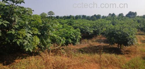 无人机航拍视角下的侧柏人工种植基地,整齐排列的绿色灌木丛覆盖山坡,农民正在田间劳作,远处有晾晒棚和小型加工厂,展现现代化中药材农业场景 侧柏人工种植基地航拍