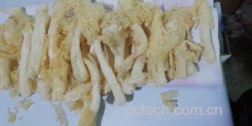 实物对比图:左侧为自然阴干的长裙竹荪干品,菌裙收缩呈蕾状,色泽米白带淡黄;右侧为当日采摘的鲜品,菌裙如白纱裙垂坠,长度达12–15cm,菌柄脆嫩透光;下方标注比例尺(1cm),凸显其标志性长裙形态特征 长裙竹荪干品与鲜品对比图